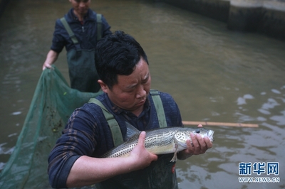 圖片故事:保育珠江水系珍稀魚類 他們堅守泥塘近10年