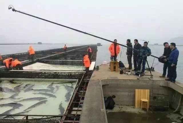 AI圖像識(shí)別技術(shù)!數(shù)清一個(gè)池塘里的魚(yú)只需5秒鐘!