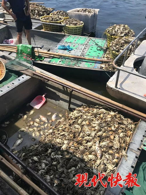 洪澤湖水域數萬畝水產養殖區幾近絕收 污染源暫未明確