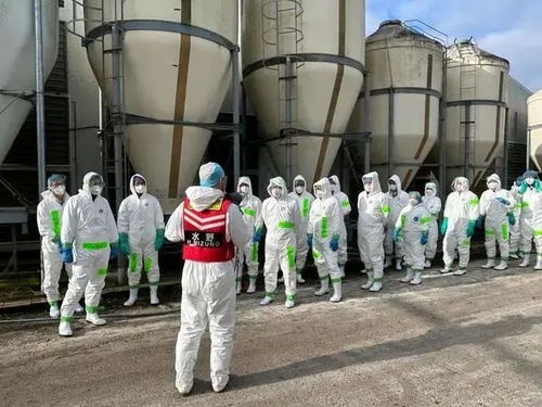 120萬只禽類被撲殺 日本暴發高致病性禽流感