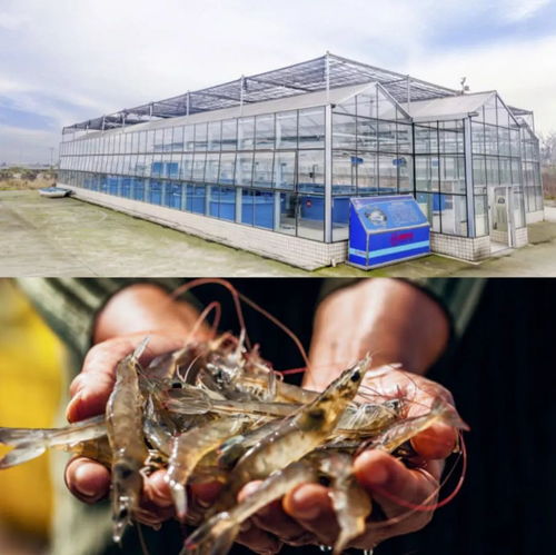 漁業4.0 ▏廣大水產養殖戶 這可能是您,離成為富豪最近的一次