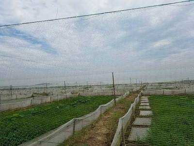 四川哪里有青蛙養(yǎng)殖場(chǎng)