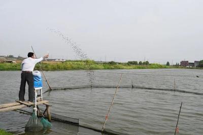 養(yǎng)魚就是養(yǎng)水,廠家如何研發(fā)有效調水產品?|陳昌福專欄