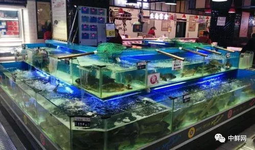 商超水產各品項養(yǎng)殖及保鮮技術專業(yè)指導