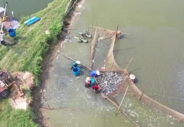 陽江一水產養殖基地年供大灣區活魚超過5000噸