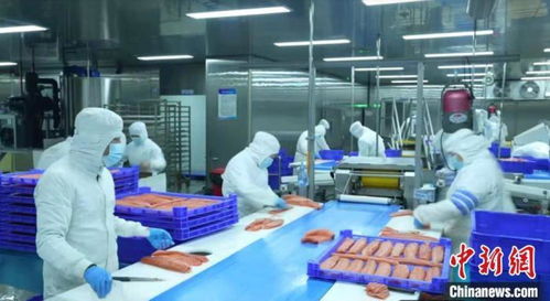 新疆產三文魚暢銷國內外市場