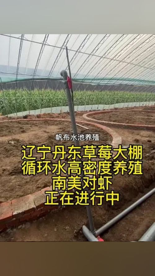 遼寧丹東草莓大棚 循環水高密度養殖 南美對蝦 正在進行中 南美白對蝦 水產養殖 高密度養殖 水產養殖技術 對蝦養殖技術